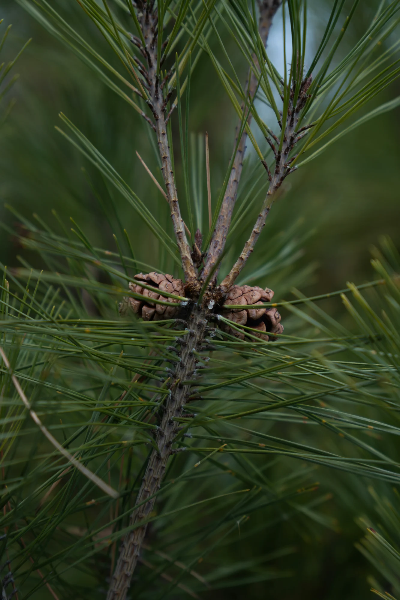 Sustainable pine tree forest