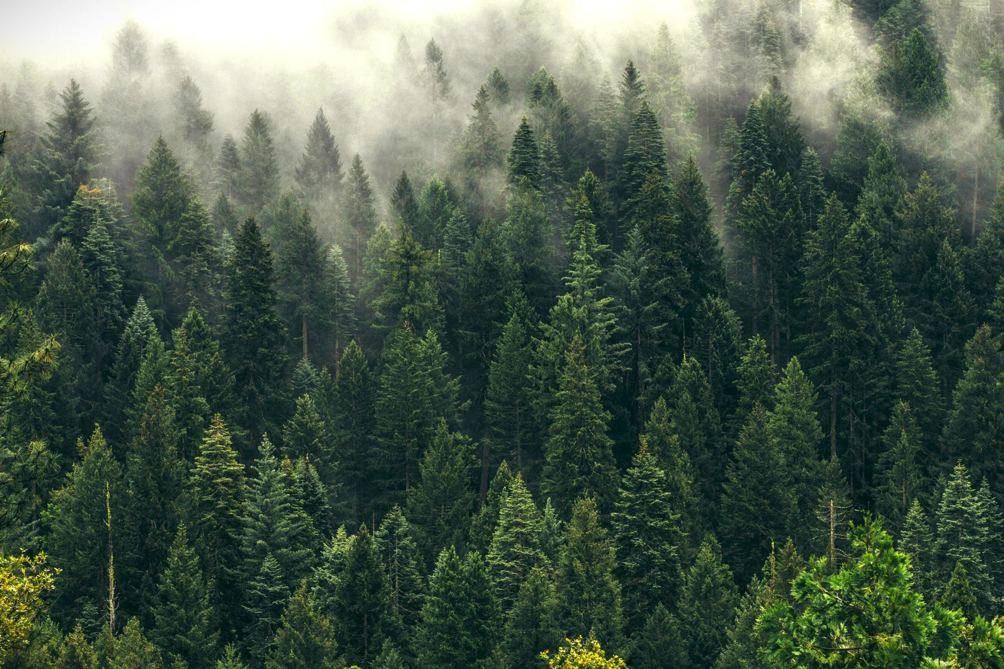 High-quality softwood timber planks